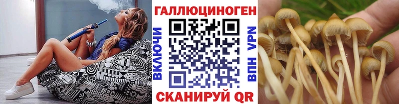 Галлюциногенные грибы Psilocybine cubensis  Новоузенск 